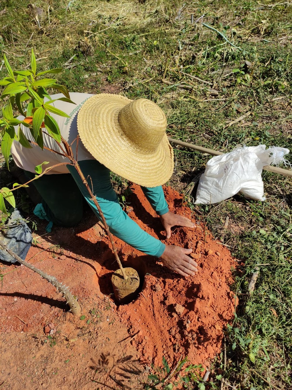 Plantio de muda durante atividade de campo da SA Soluções Ambientais